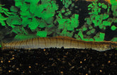 Macrognathus Zebrinus Zebra Stekelaal